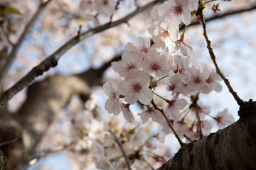 桜　