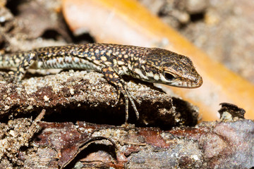 close-up of the head of a lizard