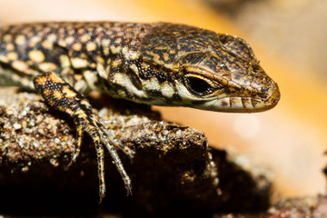 close-up of the head of a lizard