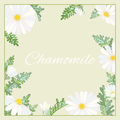 Chamomile leaves flowers frame graphics vector