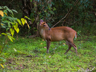 SRI LANKA