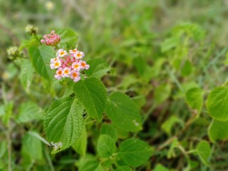 Pink flower