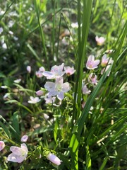  flowers in the forest