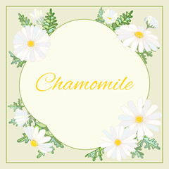 Chamomile leaves flowers frame graphics vector