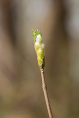 Fototapeta premium Frühling, Knospen, Blüten