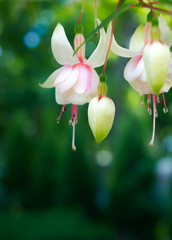 Beautiful fuchsia flowers hanging from the stem, forming a decorative frame for text
