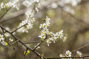 Kirschbl&uuml;ten, Fr&uuml;hling