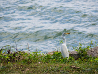 SRI LANKA