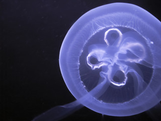 blue and white jellyfish with black background
