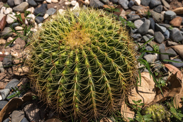 close up of a cactus