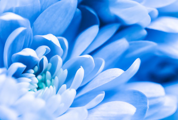 Abstract floral background, blue chrysanthemum flower. Macro flowers backdrop for holiday brand design