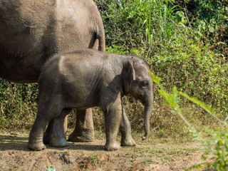 Fototapeta premium SRI LANKA