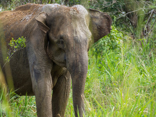 Fototapeta premium SRI LANKA