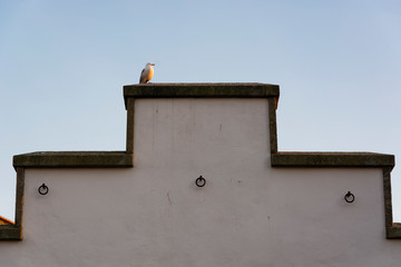 Seagull on top of a white wall. Blue sky. Porto