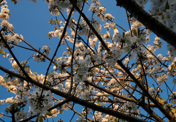 tree branches against blue sky