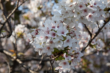 桜　