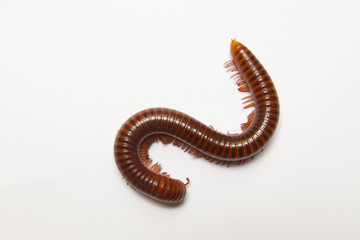 
Millipede showing gestures on white scene