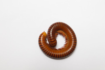 
Millipede showing gestures on white scene