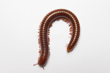 
Millipede showing gestures on white scene