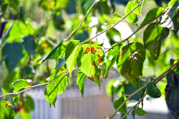 Jungli plants in Himachal.