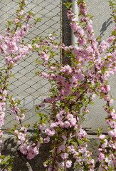 Flowering bush of Prunus triloba in spring sunlight.