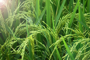 Rice fields - close up details of paddy plants in the fields, paddy ready to be harvested, broad paddy fields