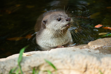 Fototapeta premium Otter