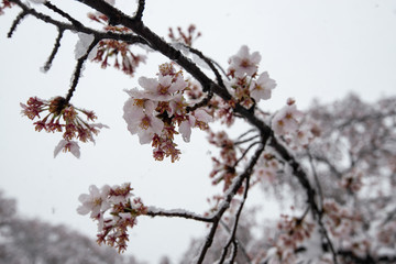 雪と桜