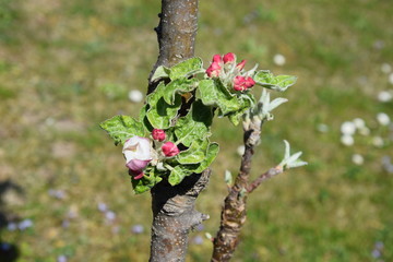 Apfelbl&uuml;te