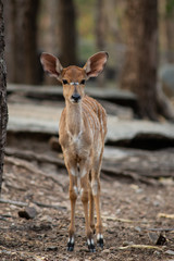 Nyala