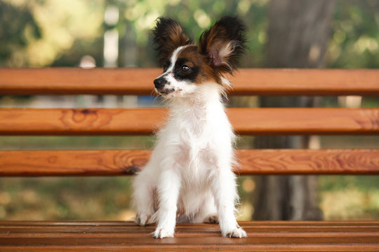 dog little papillon puppy on the banch