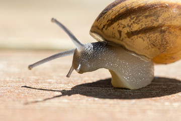 A brown garden snail on a wooden background