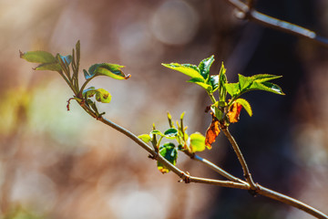 green leaf on blurred greenery background in garden