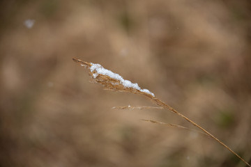 Snow on a single dry blade of grass, unexpected spring snowfall, off-season. Close up. Selective focus.
