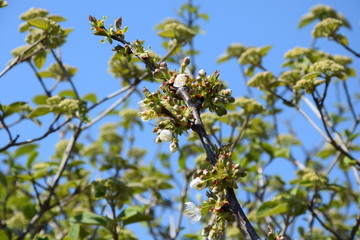 Kirschblüte