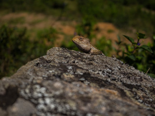 SRI LANKA