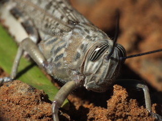 grasshopper
