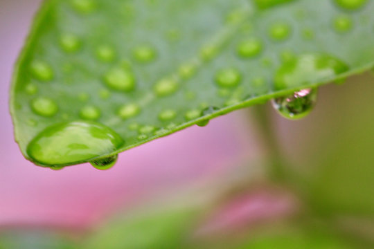 The small worlds of nature become evident in this macro photography collection. Raindrops, flower petals, insects etc. are enlarged for the enjoyment of the curious viewer