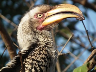Hornbill