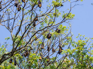 SRI LANKA