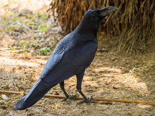 SRI LANKA