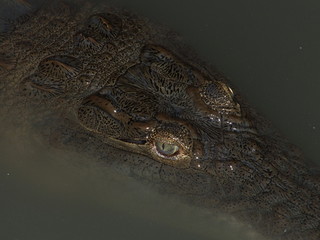 Crocodile