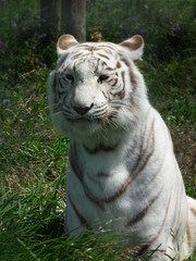 White Tiger 