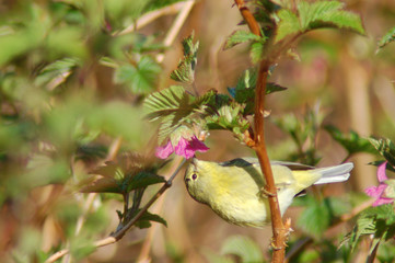Orange-Crowned Warbler