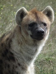 Hyena