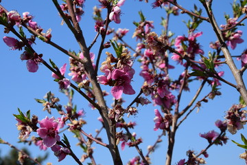 Pfirsichblüte