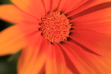 The small worlds of nature become evident in this macro photography collection. Raindrops, flower petals, insects etc. are enlarged for the enjoyment of the curious viewer