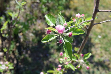 apfelblüte