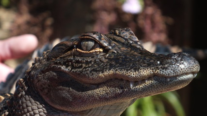 Crocodile 