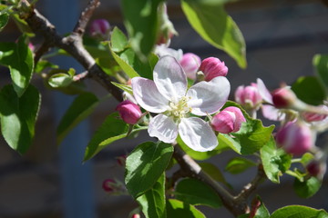 apfelblüte